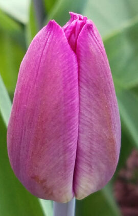 Тюльпан Альма Павлович 500 цибулин розмір 12+