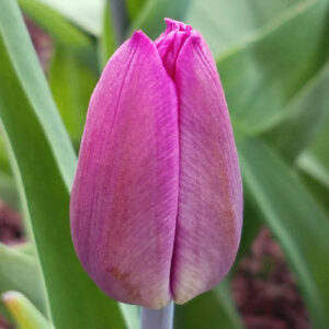 Тюльпан Альма Павлович 500 цибулин розмір 12+