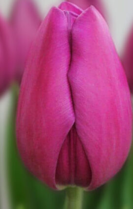 Тюльпан Амадеа 500 цибулин розмір 12+