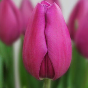 Тюльпан Амадеа 500 цибулин розмір 12+