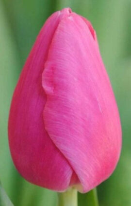 Тюльпан Анаконда 500 цибулин розмір 12+