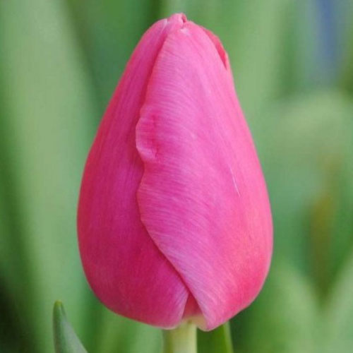 Тюльпан Анаконда 500 цибулин розмір 12+