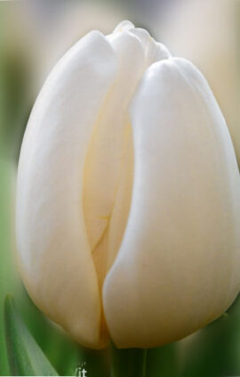 Тюльпан Антарктика 500 цибулин розмір 12+