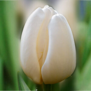 Тюльпан Антарктика 500 цибулин розмір 12+