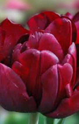 Тюльпан Антрацит 500 цибулин розмір 12+