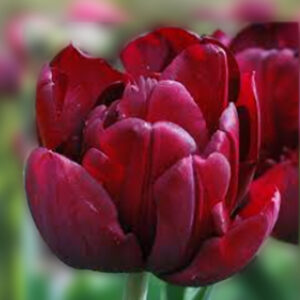 Тюльпан Антрацит 500 цибулин розмір 12+