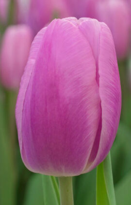 Тюльпан Аргос 500 цибулин розмір 12+