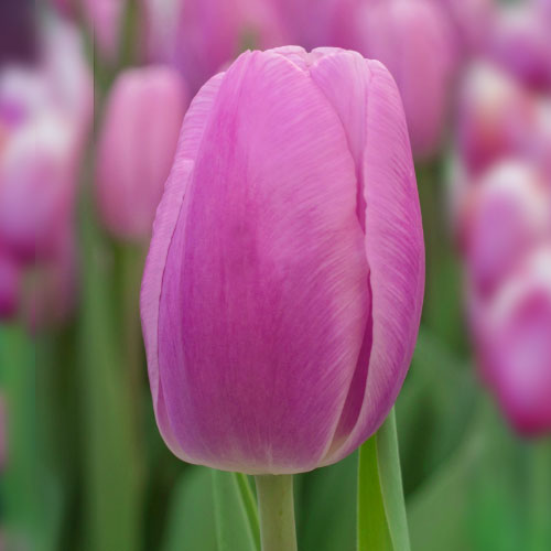 Тюльпан Аргос 500 цибулин розмір 12+