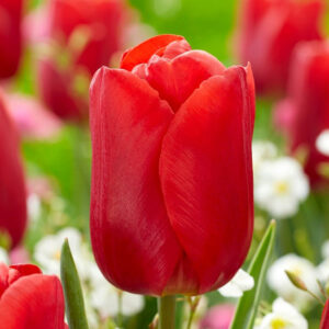 Тюльпан Аріє Хоек 500 цибулин розмір 12+