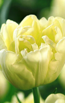 Тюльпан Авант Гарде 500 цибулин розмір 12+