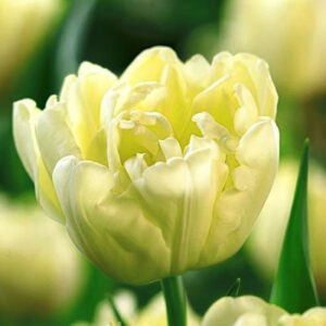 Тюльпан Авант Гарде 500 цибулин розмір 12+