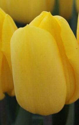 Тюльпан Авокадо 500 цибулин розмір 12+