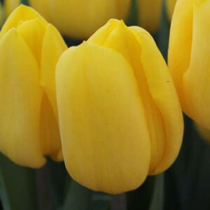 Тюльпан Авокадо 500 цибулин розмір 12+