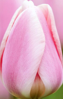 Тюльпан Барселона Бьюті 500 цибулин розмір 12+