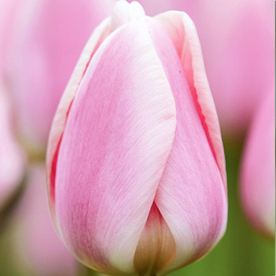 Тюльпан Барселона Бьюті 500 цибулин розмір 12+