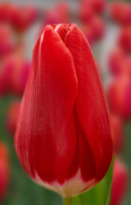 Тюльпан Беріні 500 цибулин розмір 12+