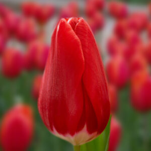 Тюльпан Беріні 500 цибулин розмір 12+