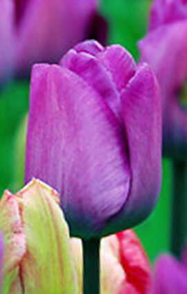 Тюльпан Боччеріні 25 цибулин розмір 10/11