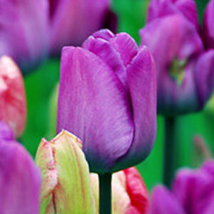 Тюльпан Боччеріні 25 цибулин розмір 10/11