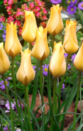 Тюльпан Баталини Бронз Шарм 50 цибулин розмір 5/+