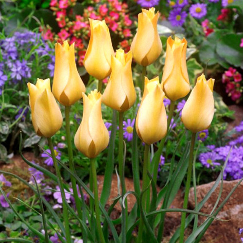 Тюльпан Баталини Бронз Шарм 50 цибулин розмір 5/+