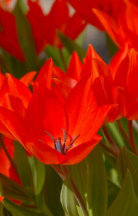 Тюльпан Лініфолія 50 цибулин розмір 5/+