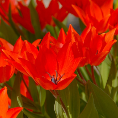 Тюльпан Лініфолія 50 цибулин розмір 5/+