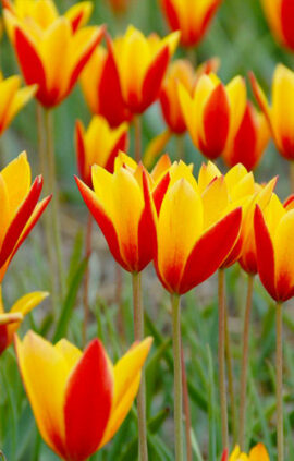 Тюльпан Клузиана Хризанта 50 цибулин розмір 5/+