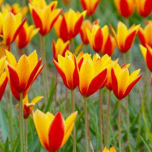 Тюльпан Клузиана Хризанта 50 цибулин розмір 5/+