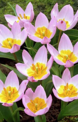 Тюльпан Лілак Вандер 50 цибулин розмір 5/+