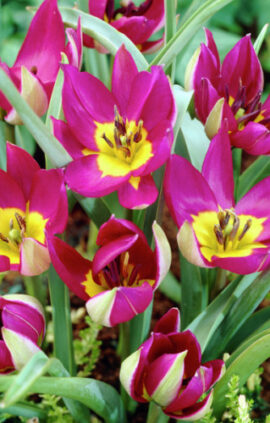 Тюльпан Пушелла Персіан Перл 50 цибулин розмір 5/+