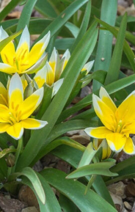 Тюльпан Тарда 50 цибулин розмір 5/+