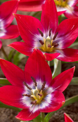 Тюльпан Тіні Тімо 50 цибулин розмір 5/+