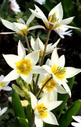 Тюльпан Turkestanica 50 цибулин розмір 5/+