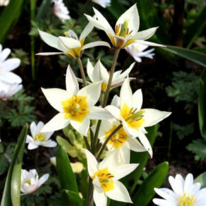 Тюльпан Turkestanica 50 цибулин розмір 5/+