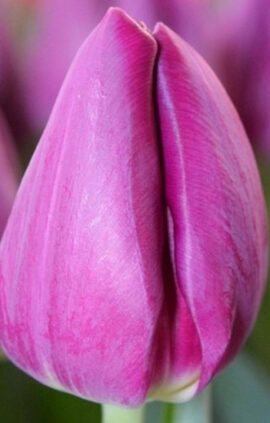 Тюльпан Булліт 500 цибулин розмір 12+