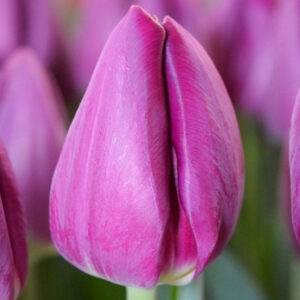 Тюльпан Булліт 500 цибулин розмір 12+