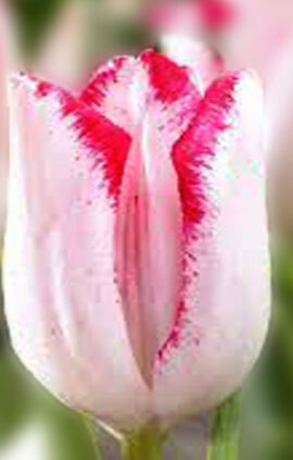 Тюльпан Б'юті Тренд 500 цибулин розмір 12+