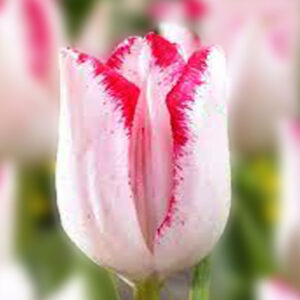 Тюльпан Б'юті Тренд 500 цибулин розмір 12+