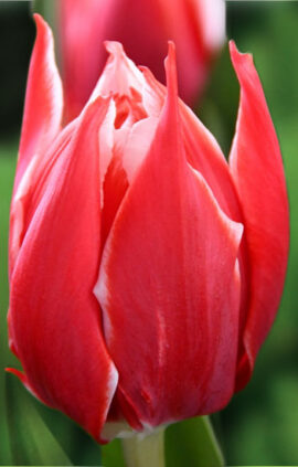 Тюльпан Чемпіоншип 500 цибулин розмір 12+