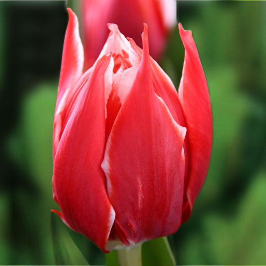 Тюльпан Чемпіоншип 500 цибулин розмір 12+