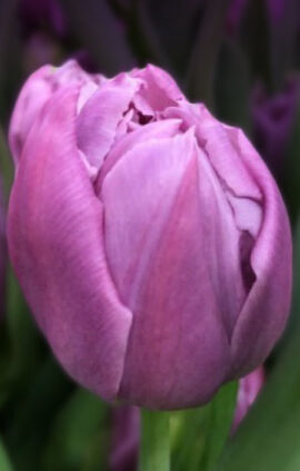 Тюльпан Дабл Прайс 500 цибулин розмір 12+