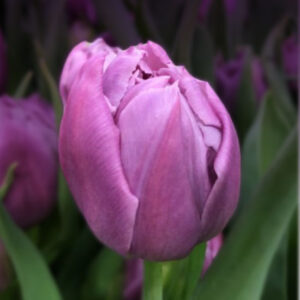 Тюльпан Дабл Прайс 500 цибулин розмір 12+