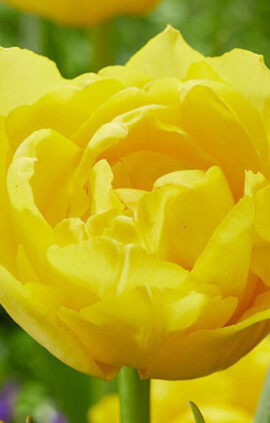 Тюльпан Дабл Трабл 500 цибулин розмір 12+