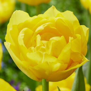 Тюльпан Дабл Трабл 500 цибулин розмір 12+