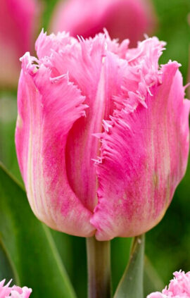 Тюльпан Даллас упаковка 30 цибулин розмір 10/11