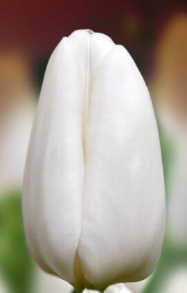 Тюльпан Дарвісноу 500 цибулин розмір 12+