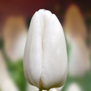 Тюльпан Дарвісноу 500 цибулин розмір 12+