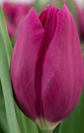 Тюльпан Дельта Графіті 500 цибулин розмір 12+