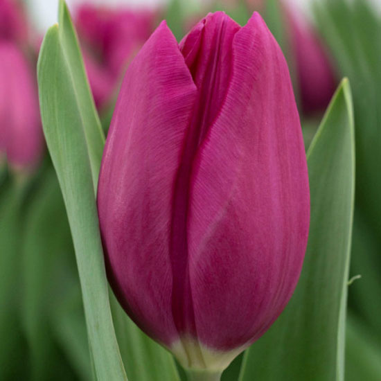 Тюльпан Дельта Графіті 500 цибулин розмір 12+